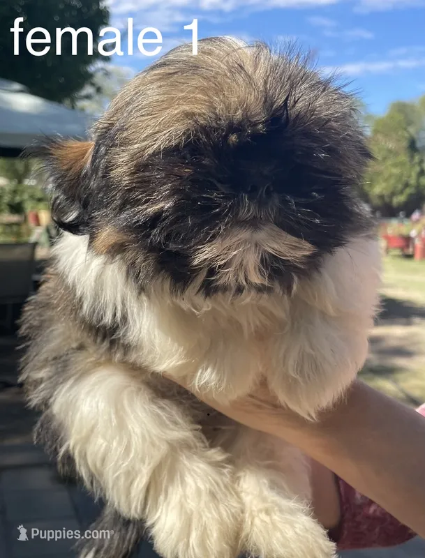 Jack, a male Shih Tzu for sale in Los Lunas, NM – 1 of 3