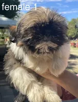 Jack, a male Shih Tzu for sale in Los Lunas, NM – 1 of 3
