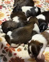Ruby, a female Shih Tzu for sale in Los Lunas, NM – 2 of 2