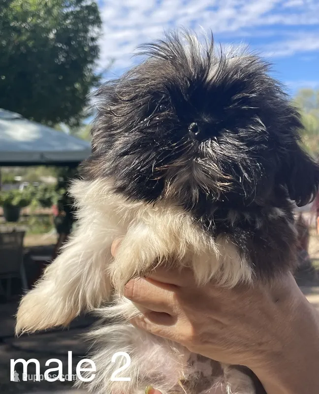 Teddy, a male Shih Tzu for sale in Los Lunas, NM – 1 of 3