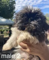 Teddy, a male Shih Tzu for sale in Los Lunas, NM – 1 of 3