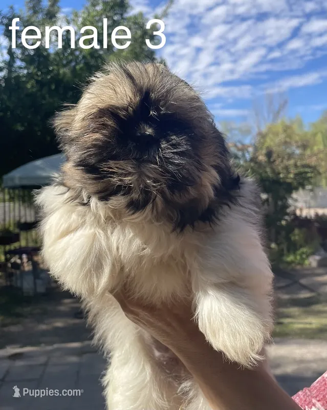 Cupcake, a female Shih Tzu for sale in Los Lunas, NM – 1 of 3