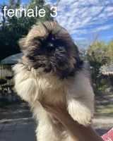 Cupcake, a female Shih Tzu for sale in Los Lunas, NM – 1 of 3