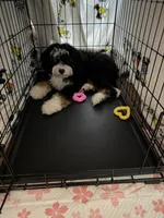 Lucy, a female Bernedoodle and Poodle - Standard  for sale in Boston, MA – 4 of 7