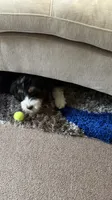 Lucy, a female Bernedoodle and Poodle - Standard  for sale in Boston, MA – 7 of 7