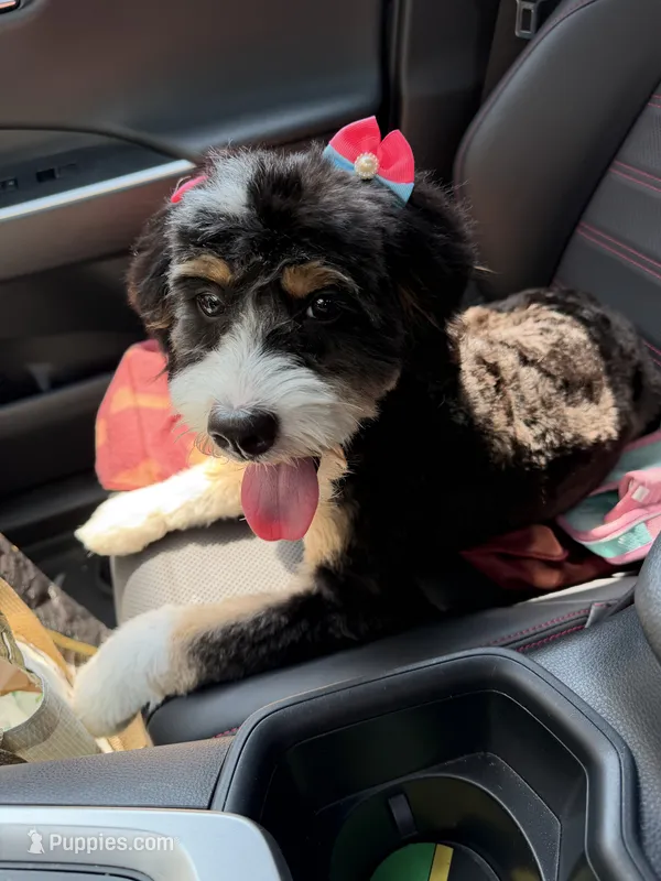 Lucy – Bernedoodle, Poodle - Standard  puppy for sale in Boston, MA
