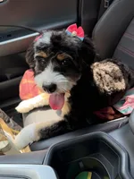 Lucy, a female Bernedoodle and Poodle - Standard  for sale in Boston, MA – 1 of 7