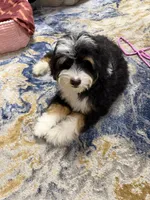 Lucy, a female Bernedoodle and Poodle - Standard  for sale in Boston, MA – 5 of 7