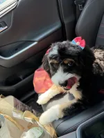 Lucy, a female Bernedoodle and Poodle - Standard  for sale in Boston, MA – 2 of 7