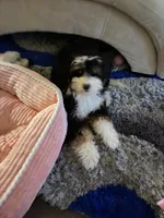 Lucy, a female Bernedoodle and Poodle - Standard  for sale in Boston, MA – 3 of 7