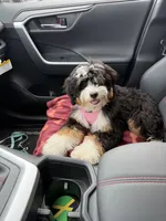 Lucy, a female Bernedoodle and Poodle - Standard  for sale in Boston, MA – 6 of 7
