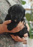 Fudge , a female Bernedoodle for sale in Lewisburg, PA – Photo 5 of 9
