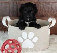 Fudge , a female Bernedoodle for sale in Lewisburg, PA – Photo 8 of 8