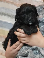 Fudge , a female Bernedoodle for sale in Lewisburg, PA – Photo 6 of 8