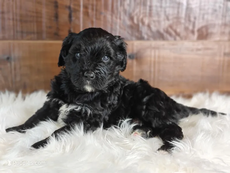 Fudge  – Bernedoodle puppy for sale in Lewisburg, PA