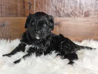 Fudge , a female Bernedoodle for sale in Lewisburg, PA – Photo 3 of 8