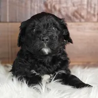 Fudge , a female Bernedoodle for sale in Lewisburg, PA – Photo 7 of 8