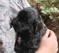 Fudge , a female Bernedoodle for sale in Lewisburg, PA – Photo 8 of 9