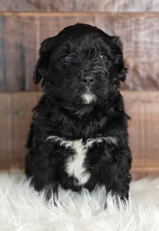Fudge  – Bernedoodle puppy for sale in Lewisburg, PA