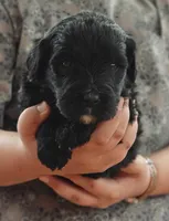 Fudge , a female Bernedoodle for sale in Lewisburg, PA – Photo 4 of 9