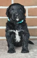 Fudge , a female Bernedoodle for sale in Lewisburg, PA – Photo 2 of 9