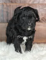 Fudge , a female Bernedoodle for sale in Lewisburg, PA – Photo 4 of 8