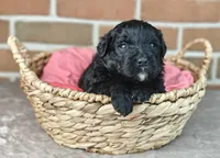 Fudge , a female Bernedoodle for sale in Lewisburg, PA – Photo 7 of 9
