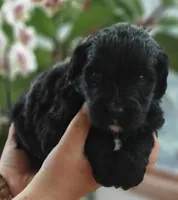 Fudge , a female Bernedoodle for sale in Lewisburg, PA – Photo 6 of 9
