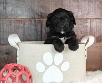Fudge , a female Bernedoodle for sale in Lewisburg, PA – Photo 2 of 8