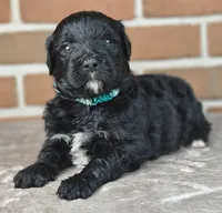 Fudge , a female Bernedoodle for sale in Lewisburg, PA – Photo 3 of 9