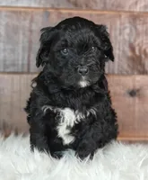 Fudge , a female Bernedoodle for sale in Lewisburg, PA – Photo 5 of 8