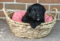 Fudge , a female Bernedoodle for sale in Lewisburg, PA – Photo 1 of 9