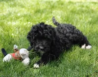Oreo , a female Bernedoodle for sale in Lewisburg, PA – Photo 10 of 10
