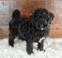 Oreo , a female Bernedoodle for sale in Lewisburg, PA – Photo 5 of 10