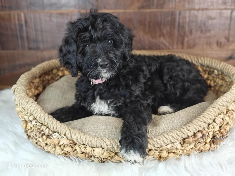 Oreo  – Bernedoodle puppy for sale in Lewisburg, PA