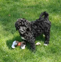 Oreo , a female Bernedoodle for sale in Lewisburg, PA – Photo 9 of 10