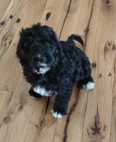 Oreo , a female Bernedoodle for sale in Lewisburg, PA – Photo 8 of 10