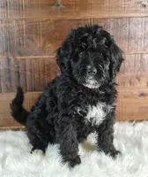 Oreo , a female Bernedoodle for sale in Lewisburg, PA – Photo 2 of 10