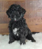 Oreo , a female Bernedoodle for sale in Lewisburg, PA – Photo 4 of 10