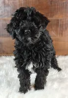 Oreo , a female Bernedoodle for sale in Lewisburg, PA – Photo 3 of 10