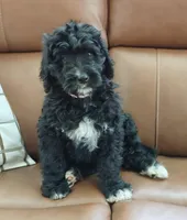 Oreo , a female Bernedoodle for sale in Lewisburg, PA – Photo 7 of 10