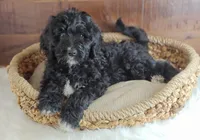 Oreo , a female Bernedoodle for sale in Lewisburg, PA – Photo 6 of 10