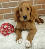 Spring, a female Goldendoodle for sale in Lewisburg, PA – Photo 7 of 10