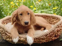 Spring, a female Goldendoodle for sale in Lewisburg, PA – Photo 2 of 10