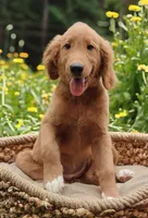 Spring, a female Goldendoodle for sale in Lewisburg, PA – Photo 3 of 10