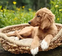 Spring, a female Goldendoodle for sale in Lewisburg, PA – Photo 9 of 10