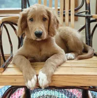 Spring, a female Goldendoodle for sale in Lewisburg, PA – Photo 5 of 10