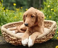 Spring, a female Goldendoodle for sale in Lewisburg, PA – Photo 8 of 10