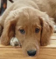 Spring, a female Goldendoodle for sale in Lewisburg, PA – Photo 1 of 10