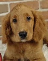 Spring, a female Goldendoodle for sale in Lewisburg, PA – Photo 4 of 10